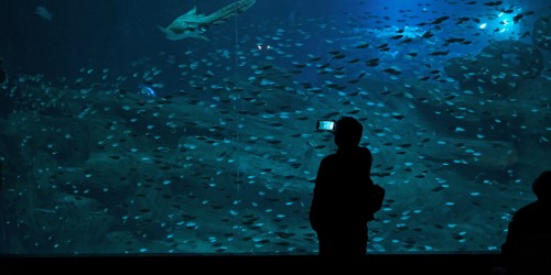 Aquarium de Paris : partez à la découverte des fonds marins