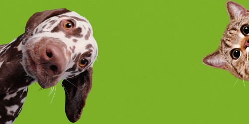 Chiens et Chats, l'expo interactive pour tout savoir sur les toutous et les matous 