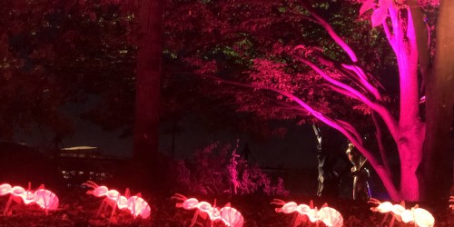 L'art dans la nature, une magnifique balade lumineuse autour de l'univers de Dali